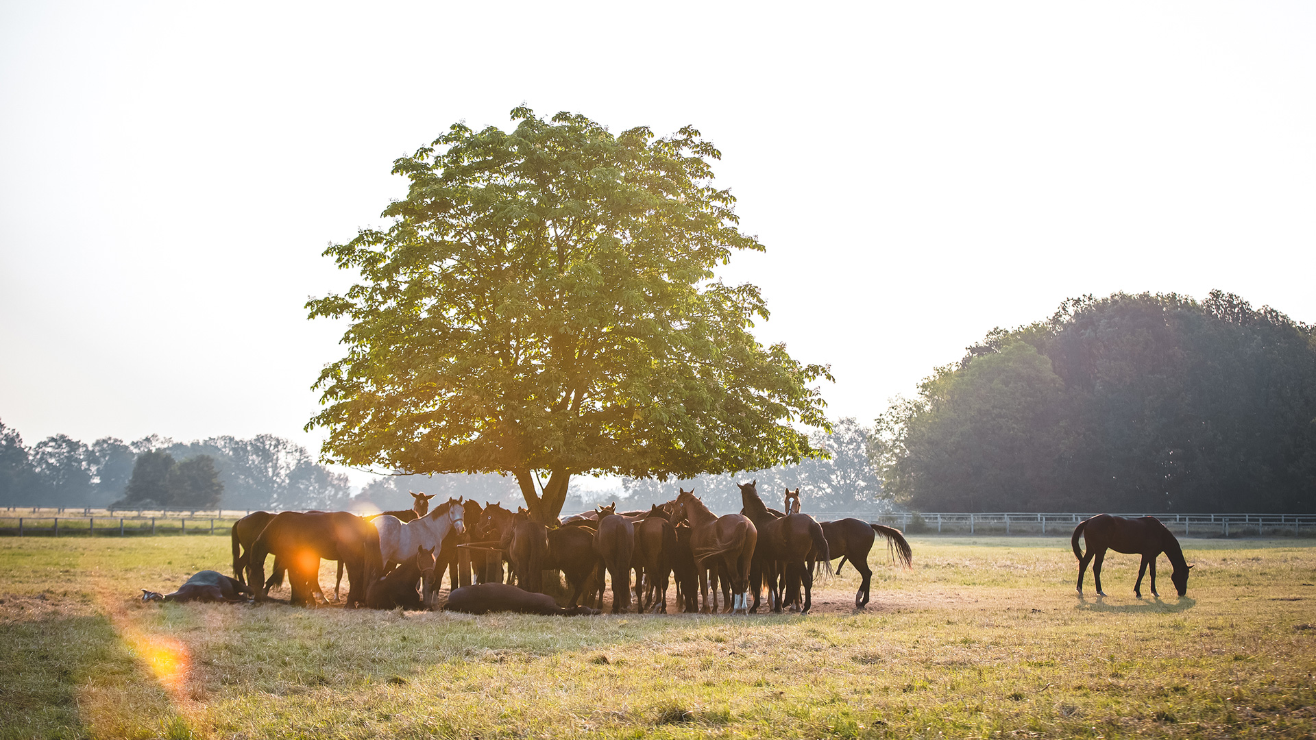 Eine Landschaftsaufnahme: Hinten im Bild ist eine Gruppe Pferde zu erkennen, die unter einem Baum grast.
